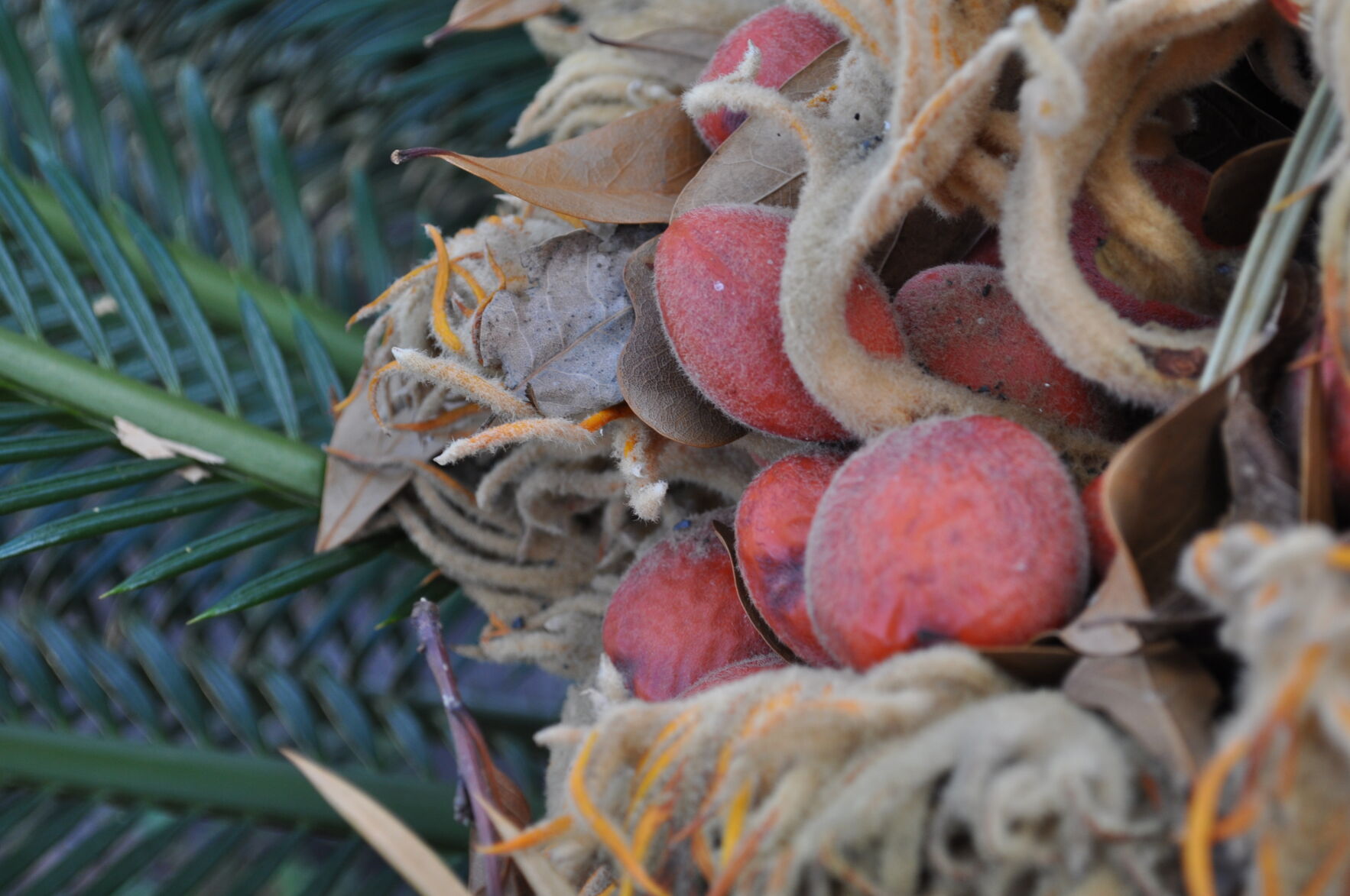 Sago Cycad Seeds